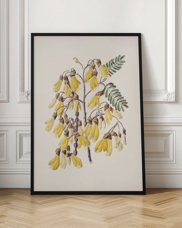 Kowhai Drawn By Sarah Featon (1848–1927) | Poster - Room Interior 1