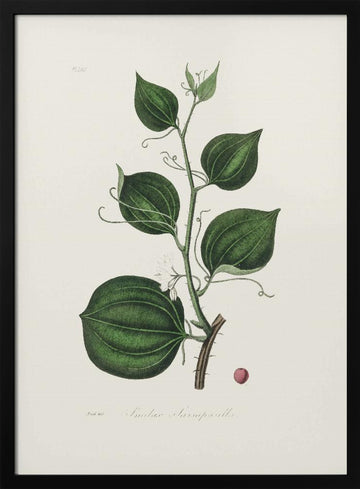 Lmilax Larsaparilla  Medical Botany | Poster - Black Metal Frame Interior
