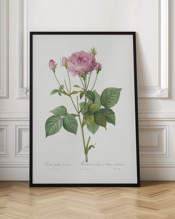 Rosa Gallica Granules, Les Roses (1817–1824) | Poster - Room Interior 1