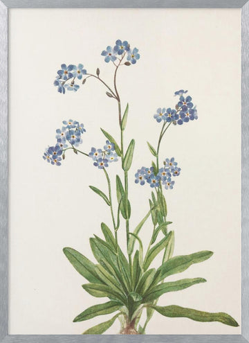 Alpine Forget Me Not From North American Wildflowers (1925) By Mary Vaux Walcott | Poster - Silver Frame Interior