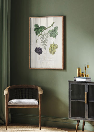 Common Grape Vine (vitis Vinifera) Medical Botany | Poster - Room Interior 2