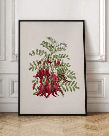 Kowhai   Clianthus Puniceus Drawn By Sarah Featon (1848–1927) | Poster - Room Interior 1