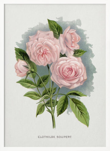 Pink Rose, Clothilde Soupert Lithograph | Poster - White Frame Interior