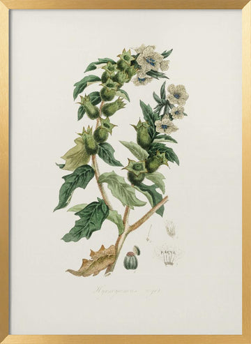 Henbane (hyoscyamus Niger) Medical Botany | Poster - Gold Frame Interior