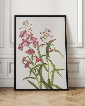 Fireweed From North American Wildflowers (1925) By Mary Vaux Walcott. | Poster - Room Interior 1