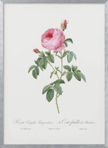 Burgundy Cabbage Rose, Les Roses (1817–1824) | Poster - Silver Frame Interior