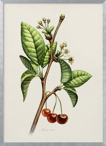 Sweet Cherry Botanical Branch | Poster - Silver Frame Interior