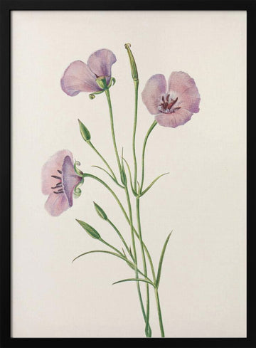 Lilac Mariposa From North American Wildflowers (1925) By Mary Vaux Walcott | Poster - Black Metal Frame Interior