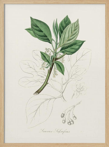 Sassafras (laurus Sassafras) Medical Botany | Poster - Wood Frame Interior
