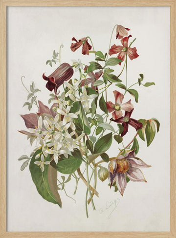 Clematis | Poster - Wood Frame Interior