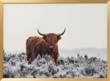 Highland Cow Winter Frost | Poster - Gold Frame Interior