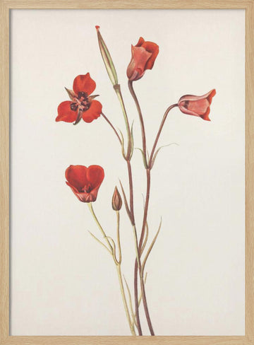 Scarlet Mariposa From North American Wildflowers (1925) By Mary Vaux Walcott | Poster - Wood Frame Interior