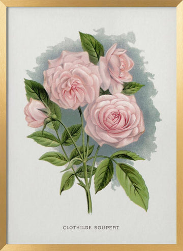 Pink Rose, Clothilde Soupert Lithograph | Poster - Gold Frame Interior