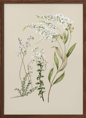 Veronica Drawn By Sarah Featon (1848–1927) | Poster - Walnut Frame Interior