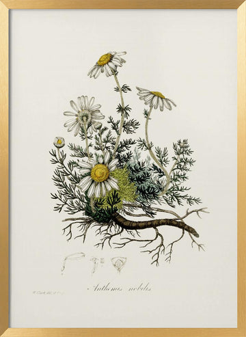 Chamomile (anthemis Nobilis) Medical Botany | Poster - Gold Frame Interior
