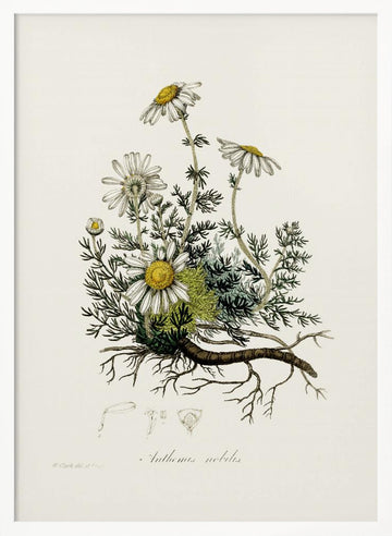 Chamomile (anthemis Nobilis) Medical Botany | Poster - White Frame Interior