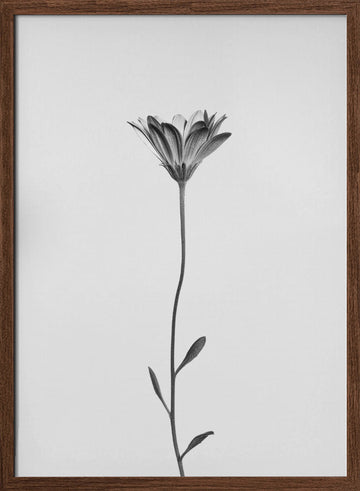 Elegant Floral Silhouette | Poster - Walnut Frame Interior