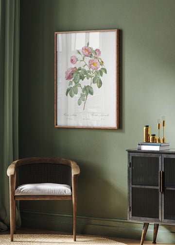 Semi Double Variety of Tomentose Rose, Les Roses (1817–1824) | Poster - Room Interior 2