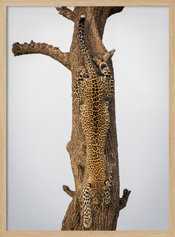 Leopard Descending Tree | Poster - Wood Frame Interior