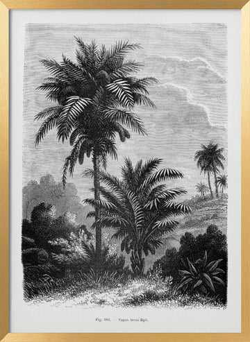 Vintage Palm Tree Drawing V | Poster - Gold Frame Interior