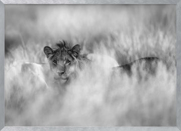 Hidden Lion Gaze | Poster - Silver Frame Interior