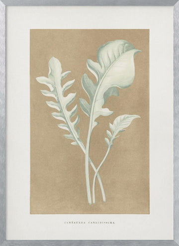 Centaurea Candidissima Leaf Illustration | Poster - Silver Frame Interior