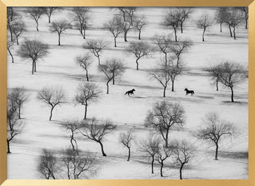 Winter Horses in Snow | Poster - Gold Frame Interior