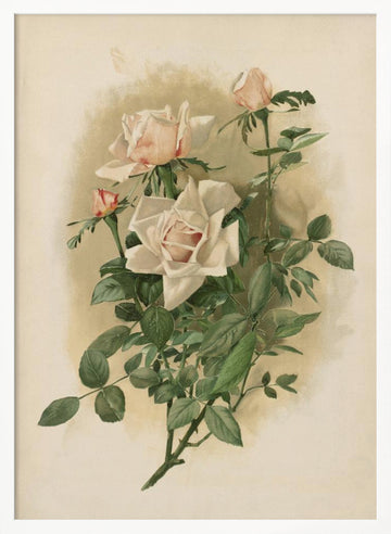 Duchesse De Vallombrosa Roses | Poster - White Frame Interior