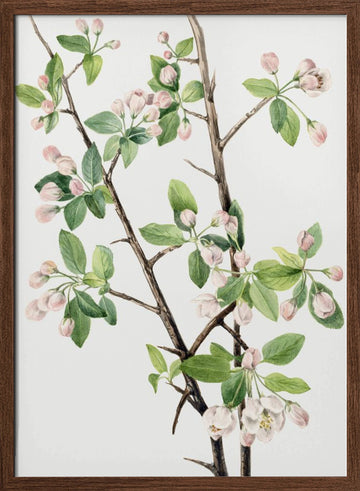 Wild Sweet Crab (1920) | Poster - Walnut Frame Interior