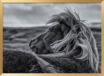 Wild Horse Mane | Poster - Gold Frame Interior