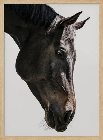 Gentle Equine Gaze | Poster - Wood Frame Interior