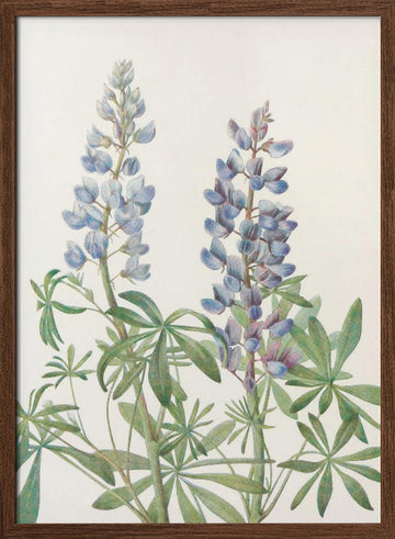 Sundial Lupine From North American Wildflowers (1925) By Mary Vaux Walcott | Poster - Walnut Frame Interior