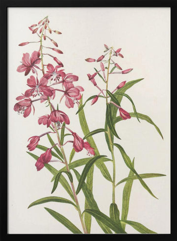 Fireweed From North American Wildflowers (1925) By Mary Vaux Walcott. | Poster - Black Metal Frame Interior