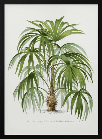 Xxiv Acanthorhiza Aculeata | Poster - Black Metal Frame Interior