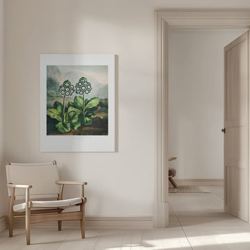 A Group of Auriculas from The Temple of Flora 2 (1807) | Canvas - Room Interior 1