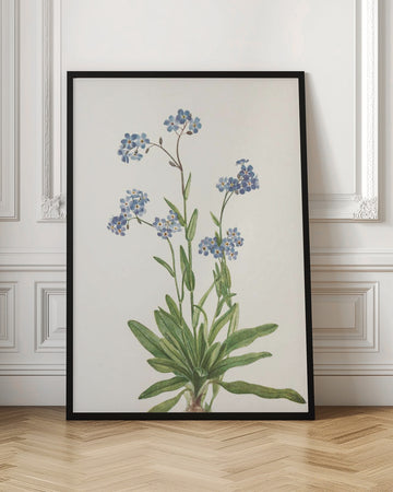 Alpine Forget Me Not From North American Wildflowers (1925) By Mary Vaux Walcott | Poster - Room Interior 1