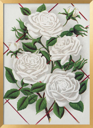 White Rose, Baltimore Belle Lithograph | Poster - Gold Frame Interior