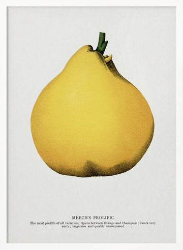 Meech's Prolific Pear Lithograph | Poster - White Frame Interior