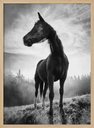 Mystic Stallion Rising | Poster - Wood Frame Interior
