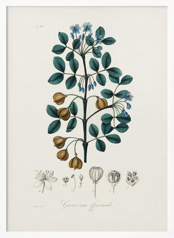 Guaiacwood (guaiacum Officinale) Medical Botany | Poster - White Frame Interior