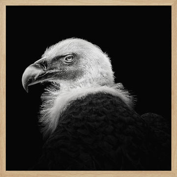 Intense Vulture Gaze | Poster - Wood Frame Interior