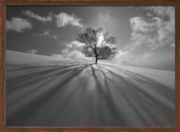 Winter Tree Long Shadows | Poster - Walnut Frame Interior