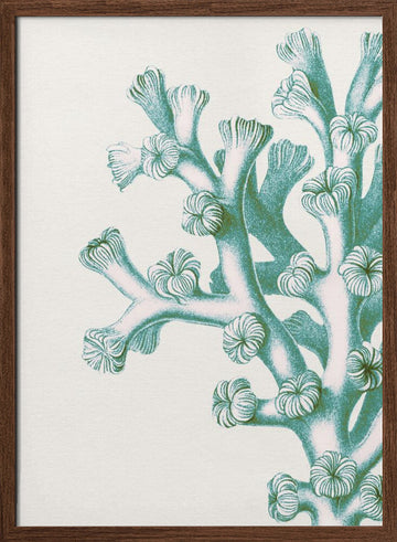 Serene Teal Coral | Poster - Walnut Frame Interior