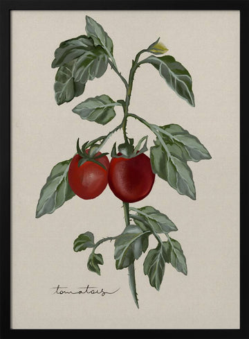 Ripe Tomatoes On Vine | Poster - Black Metal Frame Interior