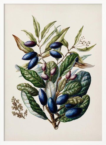 Beilschmiedia Taiaire Tawa Drawn By Sarah Featon (1848–1927) | Poster - White Frame Interior