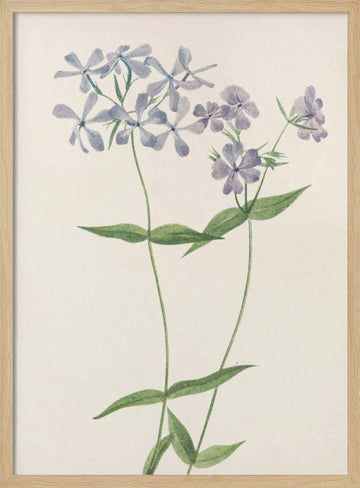 Blue Phlox From North American Wildflowers (1925) By Mary Vaux Walcott. | Poster - Wood Frame Interior