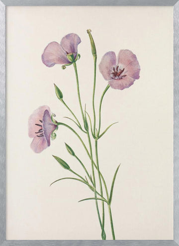 Lilac Mariposa From North American Wildflowers (1925) By Mary Vaux Walcott | Poster - Silver Frame Interior