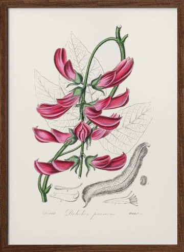 Mucuna Pruriens (dolichos Pruriens) Medical Botany | Poster - Walnut Frame Interior