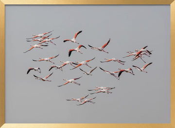 Flamingos In Flight | Poster - Gold Frame Interior