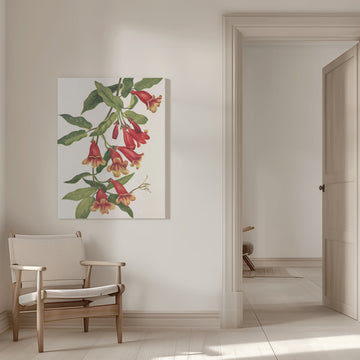 Crossvine From North American Wildflowers (1925) By Mary Vaux Walcott | Canvas - Room Interior 1